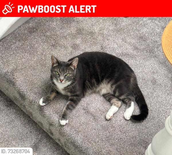 Lost Female Cat last seen hook road, Greater London, England KT6 5BH