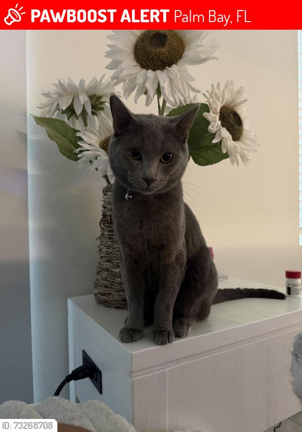 Lost Male Cat last seen Ransom Rd SE, Palm Bay, FL 32909