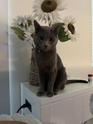 Lost Male Cat last seen Ransom Rd SE, Palm Bay, FL 32909