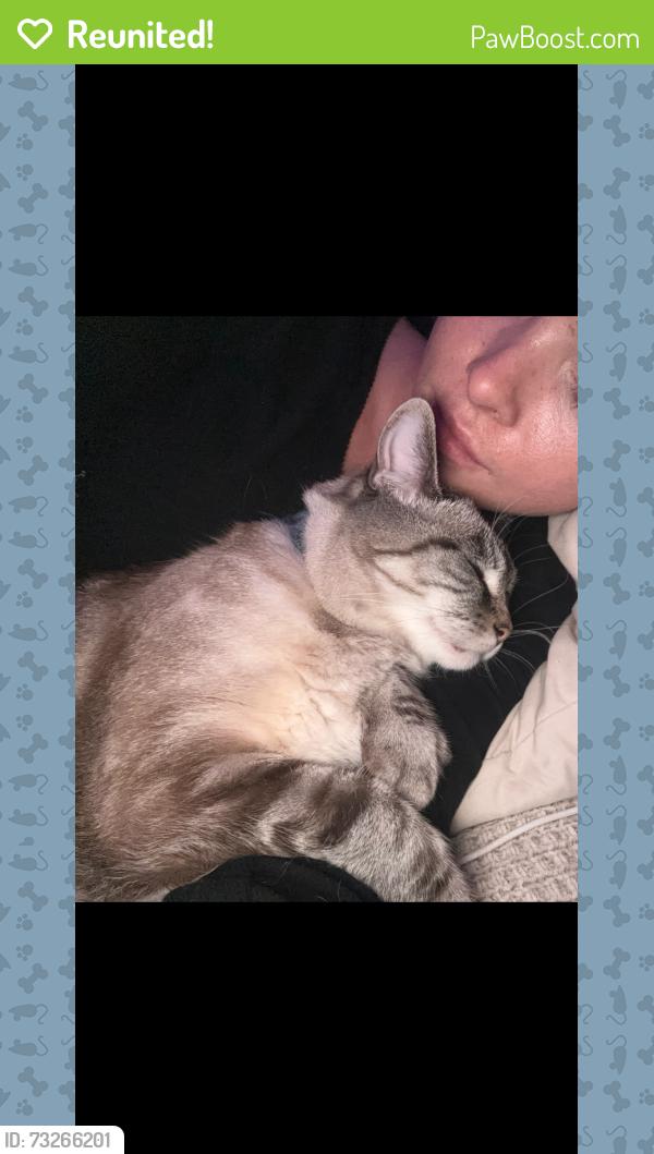 Reunited Female Cat last seen Aqua Vista, Los Angeles, CA 91602