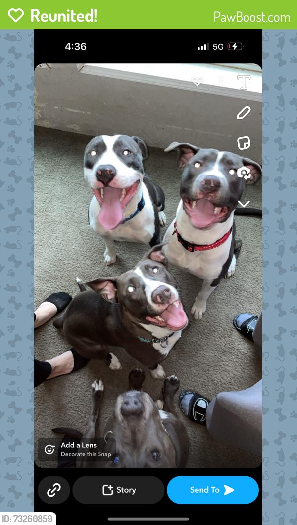 Reunited Male Dog last seen End of driveway of 333 coulter creek, Belfair, WA 98528