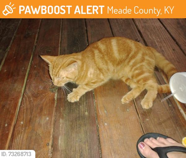 Found/Stray Female Cat last seen Spike buck, Meade County, KY 40108