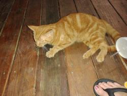 Found/Stray Female Cat last seen Spike buck, Meade County, KY 40108