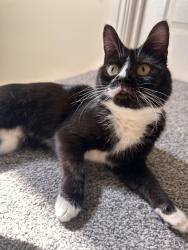 Lost Male Cat last seen Royal orthopaedic hosp, Birmingham, West Midlands, England B31 2FL