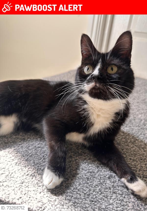 Lost Male Cat last seen Royal orthopaedic hosp, Birmingham, West Midlands, England B31 2FL