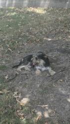 Found/Stray Male Dog last seen Near Waldemar Dr, Houston, TX 77077, Houston, TX 77077