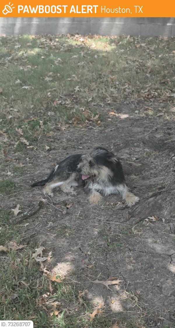 Found/Stray Male Dog last seen Near Waldemar Dr, Houston, TX 77077, Houston, TX 77077