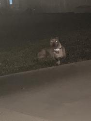 Reunited Male Dog last seen Miranda Ln, Beaumont, CA 92223