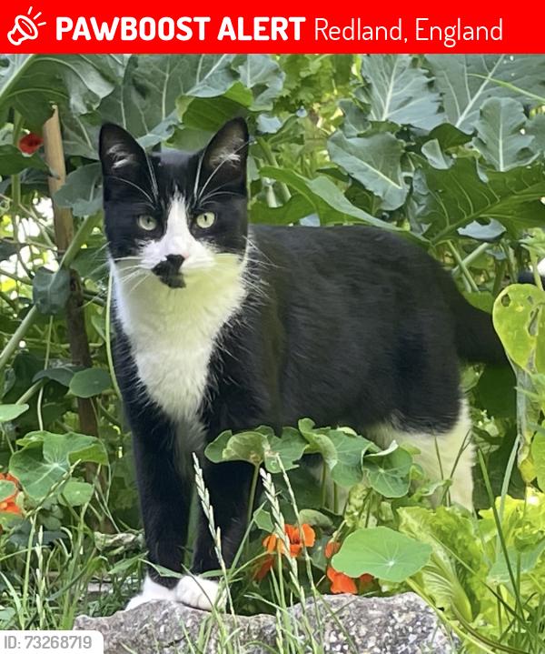 Lost Male Cat last seen Canowie Road, Redland, England 
