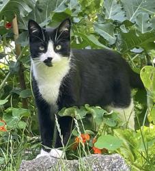 Lost Male Cat last seen Canowie Road, Redland, England 