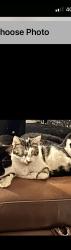 Lost Female Cat last seen Hexthorpe, Hexthorpe, England 
