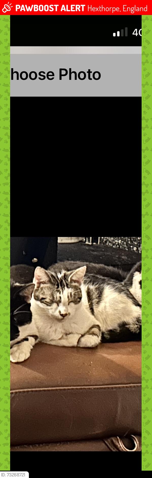 Lost Female Cat last seen Hexthorpe, Hexthorpe, England 