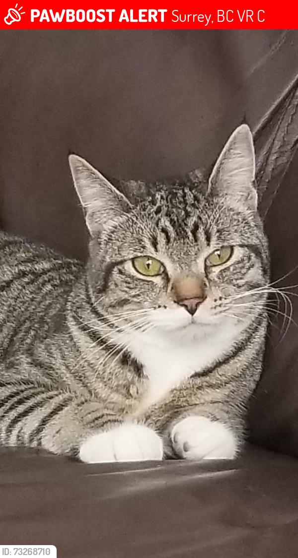 Lost Male Cat last seen Near ave / 151 st, Surrey, BC V3R 8C9