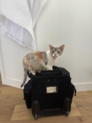 Lost Female Cat last seen Near barrett rd, Los Angeles, CA 90032