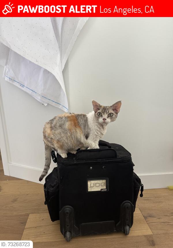 Lost Female Cat last seen Near barrett rd, Los Angeles, CA 90032