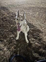 Reunited Male Dog last seen 88th St SW & Custer Rd SW, Lakewood, WA 98499, USA, Lakewood, WA 98499