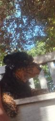 Lost Female Dog last seen Augustine road, Greater London, England CR2
