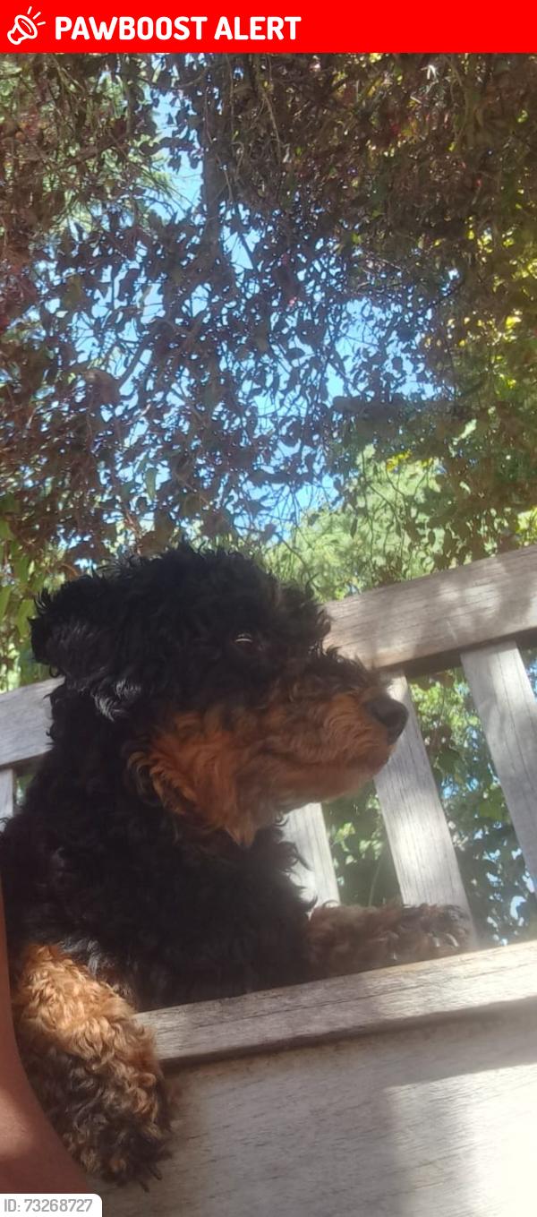 Lost Female Dog last seen Augustine road, Greater London, England CR2