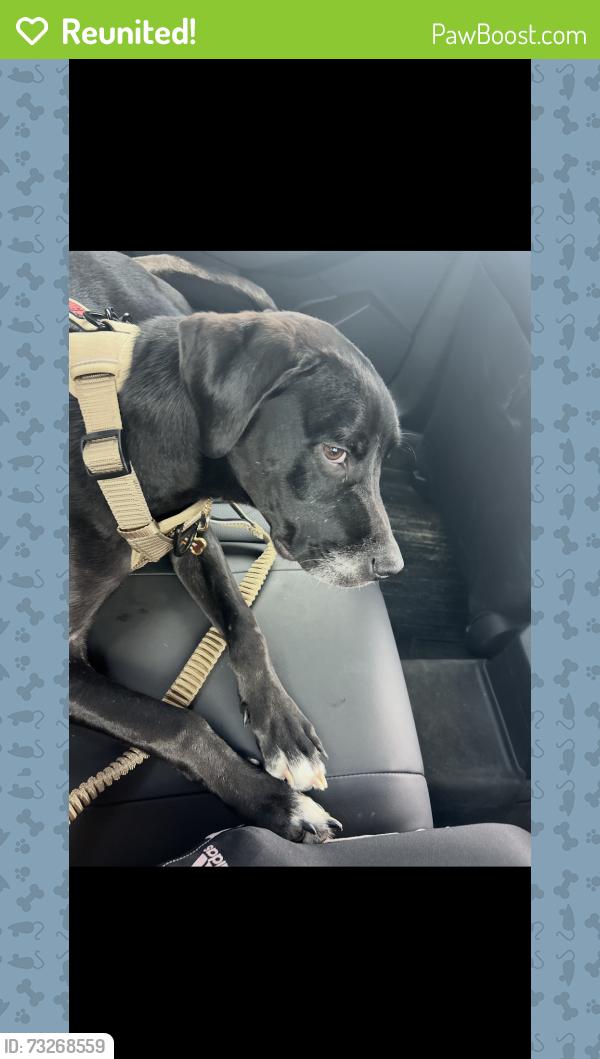 Reunited Male Dog last seen Beach blvd and springglen, Jacksonville, FL 32246