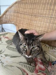 Found/Stray Unknown Cat last seen Park Ave and Hintgen ct. near the second showing, West Salem, WI 54669
