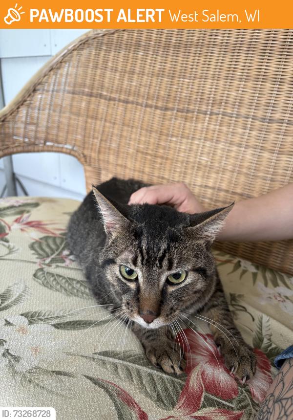 Found/Stray Unknown Cat last seen Park Ave and Hintgen ct. near the second showing, West Salem, WI 54669