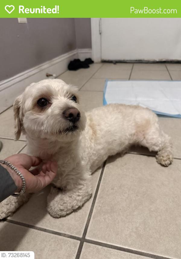 Reunited Male Dog last seen Near st nw and Nicholson st nw intersection, Washington, DC 20011