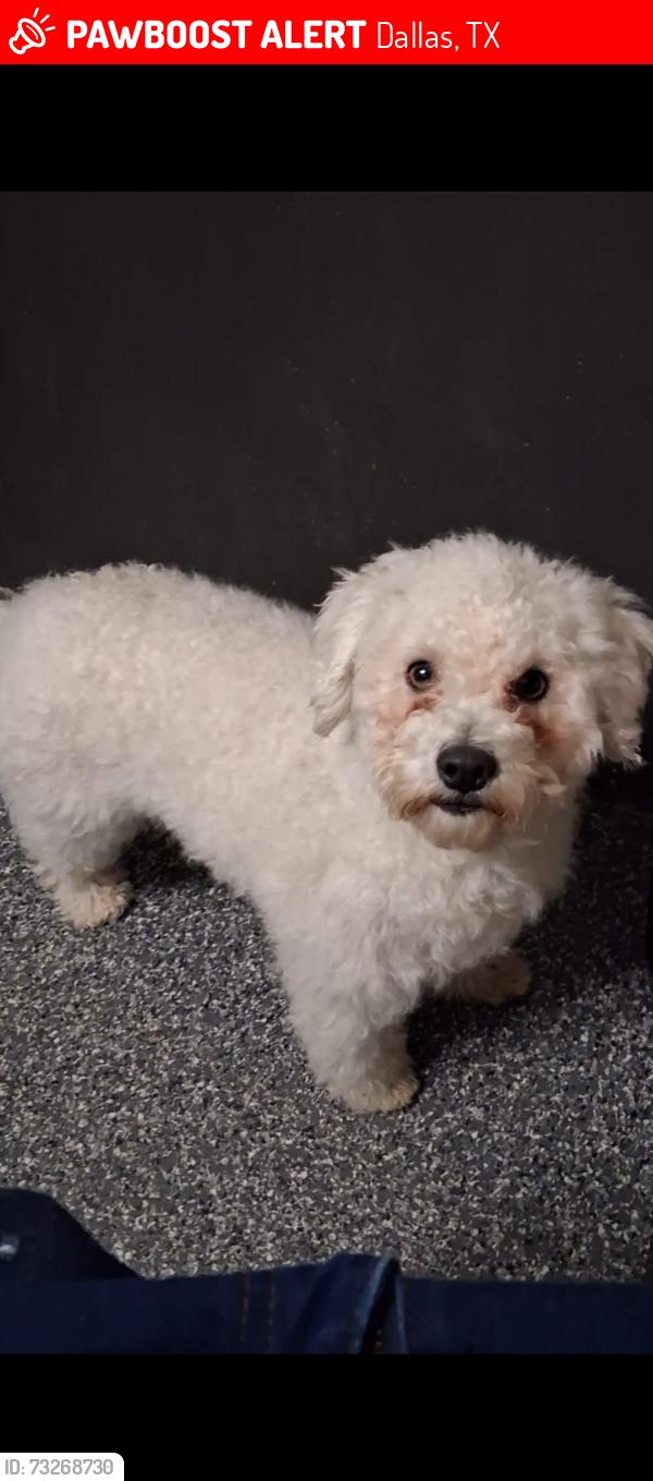 Lost Female Dog last seen Mcbroom st, Dallas, TX 75212