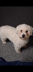 Lost Female Dog last seen Mcbroom st, Dallas, TX 75212