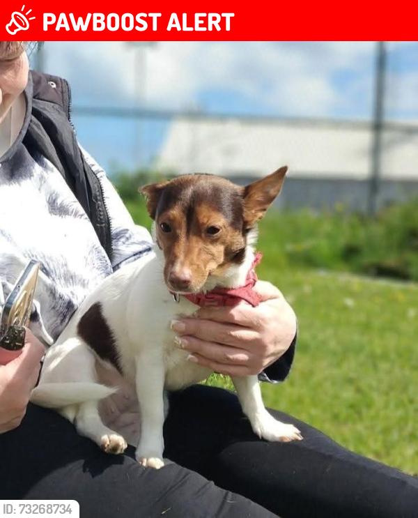 Lost Female Dog last seen Likely north Ormesby Middlesbrough, North Ormesby, England 