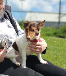 Lost Female Dog last seen Likely north Ormesby Middlesbrough, North Ormesby, England 