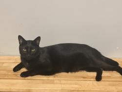 Reunited Male Cat last seen O Reilly Auto parts, Berwyn, IL 60402