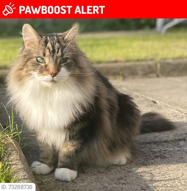 Lost Male Cat last seen Stretford, Avondale road, Stretford, England M32 0GD