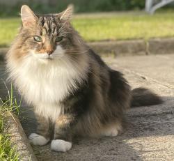 Lost Male Cat last seen Stretford, Avondale road, Stretford, England M32 0GD