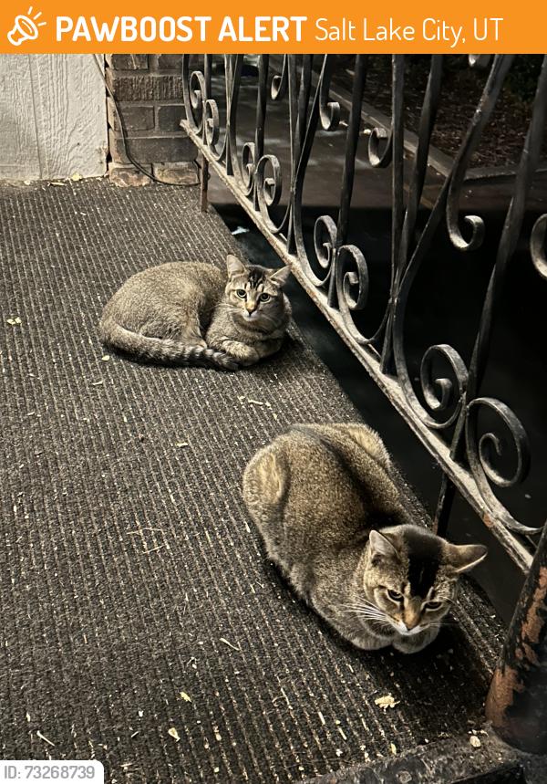Found/Stray Unknown Cat last seen Victoria 8th apmts & surrounding area, Salt Lake City, UT 84102