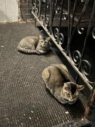 Found/Stray Unknown Cat last seen Victoria 8th apmts & surrounding area, Salt Lake City, UT 84102