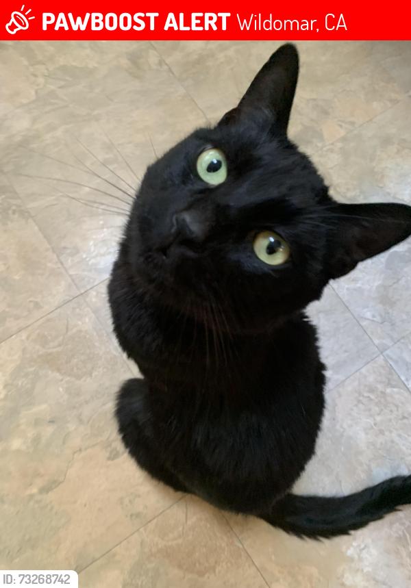 Lost Male Cat last seen Bundy canyon road, Wildomar, CA 92595