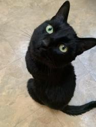 Lost Male Cat last seen Bundy canyon road, Wildomar, CA 92595