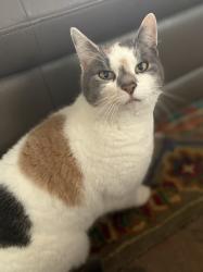 Reunited Female Cat last seen Near Valle Vista Ave, Monrovia, CA 91016, USA, Monrovia, CA 91016