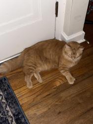 Reunited Female Cat last seen 73rd and locust, Milwaukee, WI 53210