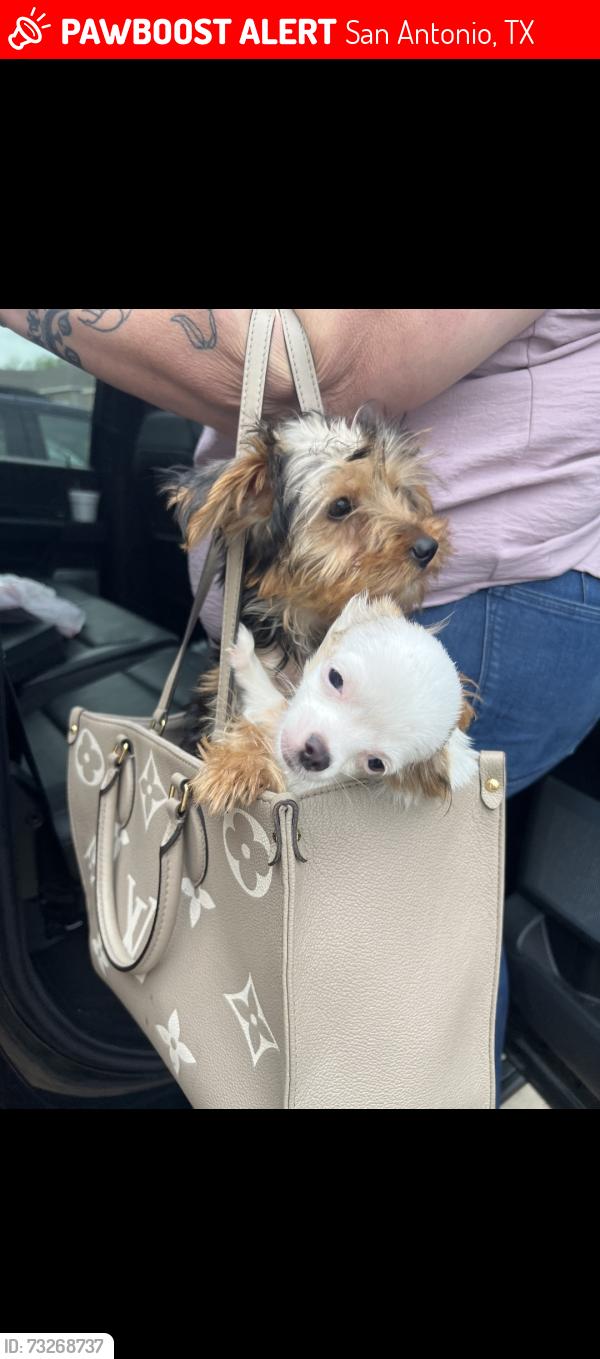 Lost Male Dog last seen Lorena Ochoa, Mission Del Lago, San Antonio, TX 78221