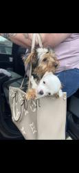 Lost Male Dog last seen Lorena Ochoa, Mission Del Lago, San Antonio, TX 78221