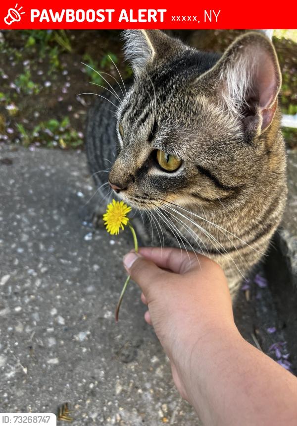 Lost Male Cat last seen H mart, Куинс, NY 11361