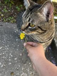 Lost Male Cat last seen H mart, Куинс, NY 11361