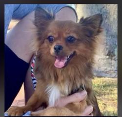 Reunited Male Dog last seen Pasco County Rest Area, I-75 Northbound, Wesley Chapel, FL 33544