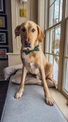Lost Male Dog last seen Aquetong & Mechanicsville Road, Carversville, PA 18913