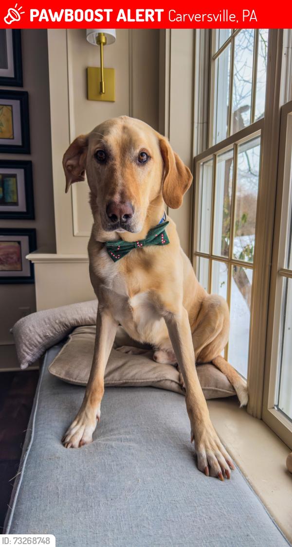 Lost Male Dog last seen Aquetong & Mechanicsville Road, Carversville, PA 18913