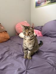 Found/Stray Unknown Cat last seen Near 98TH Street, Waukee, IA 50263