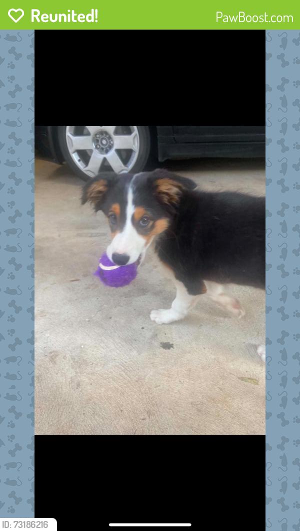Reunited Female Dog last seen Kennedy street, garden street, Francis street, Fitzgerald street, Portland, VIC 3305