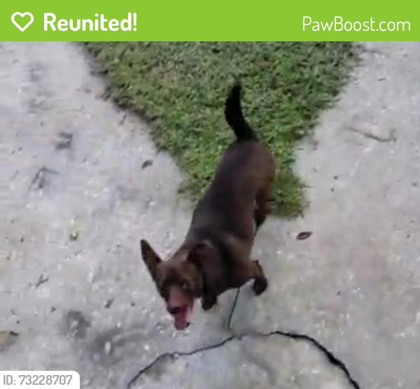 Reunited Female Dog last seen Roper rd, Brooksville, FL 34602