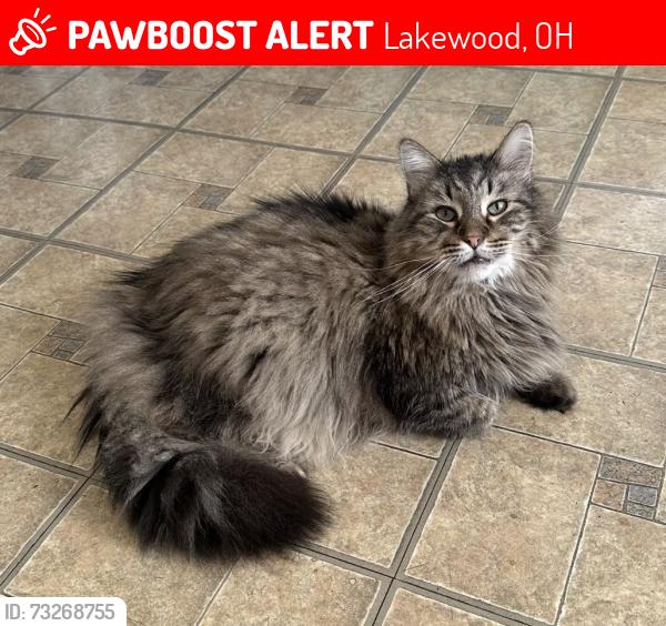 Lost Male Cat last seen Waggs-N-Whiskers, Madison Av , Baxterly and Lincoln av., Lakewood, OH 44107